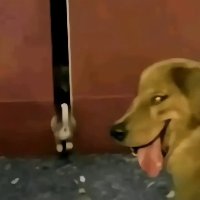 Шел